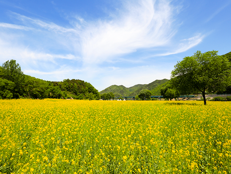 금강변 유채꽃 향연 옥천유채꽃단지 사진